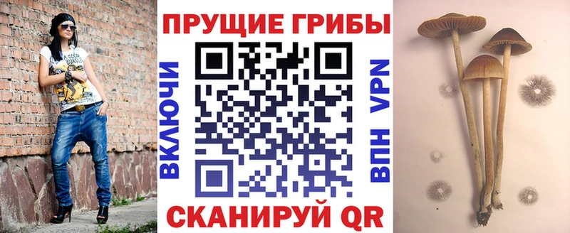 Купить  Славянск-на-Кубани  Галлюциногенные грибы Cubensis 